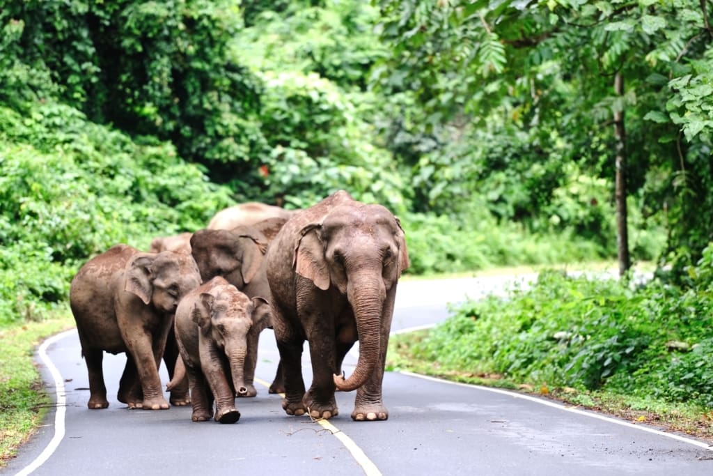 Oplevelser i Thailand - Khao Yai - elefant flok i parken