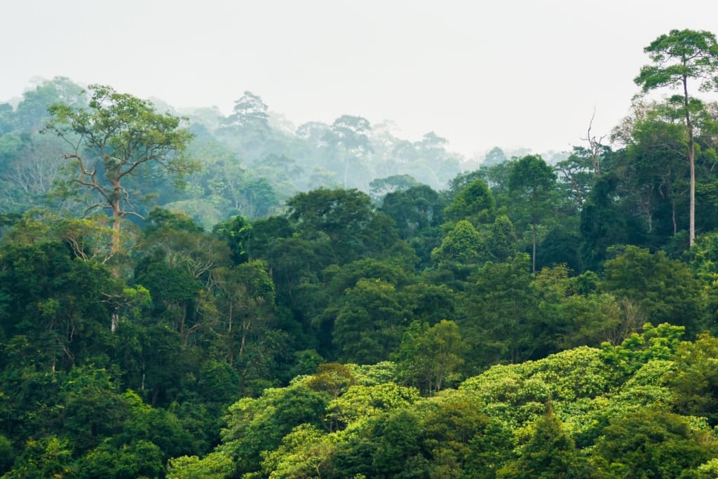 Oplevelser i Thailand - Khao Yai - national parkens flotte natur