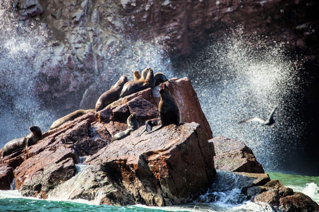 Rejser til Peru – Rejser til Paracas Rejser til Peru - Rejser til Paracas