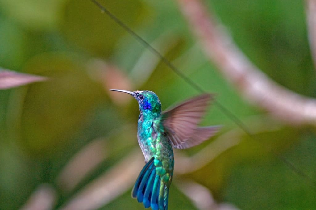 Rejser til Costa Rica, Rejser til Rio Celeste