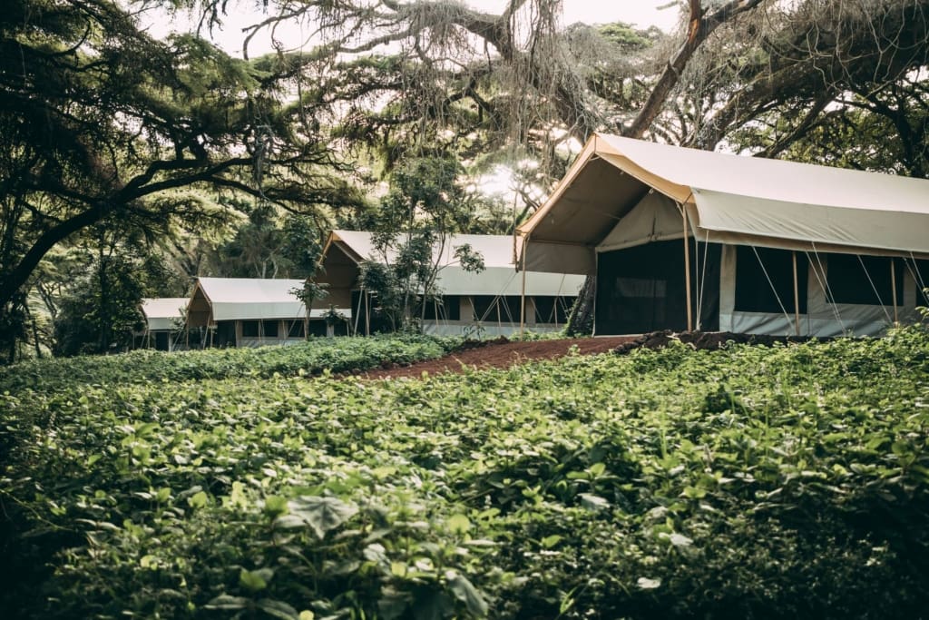 Rejser til Ngorongoro - Rejser til Tanzania med C&C Travel - Ngorongoro Tortilis Camp