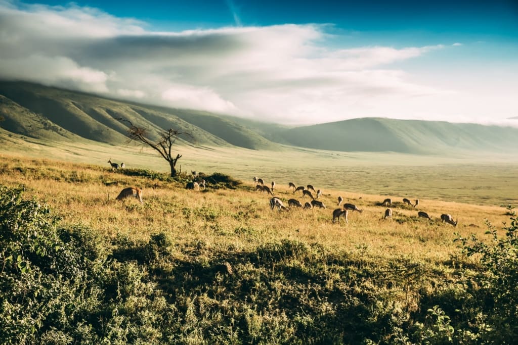 Rejser til Ngorongoro - Rejser til Tanzania med C&C Travel - Ngorongoro Tortilis Camp