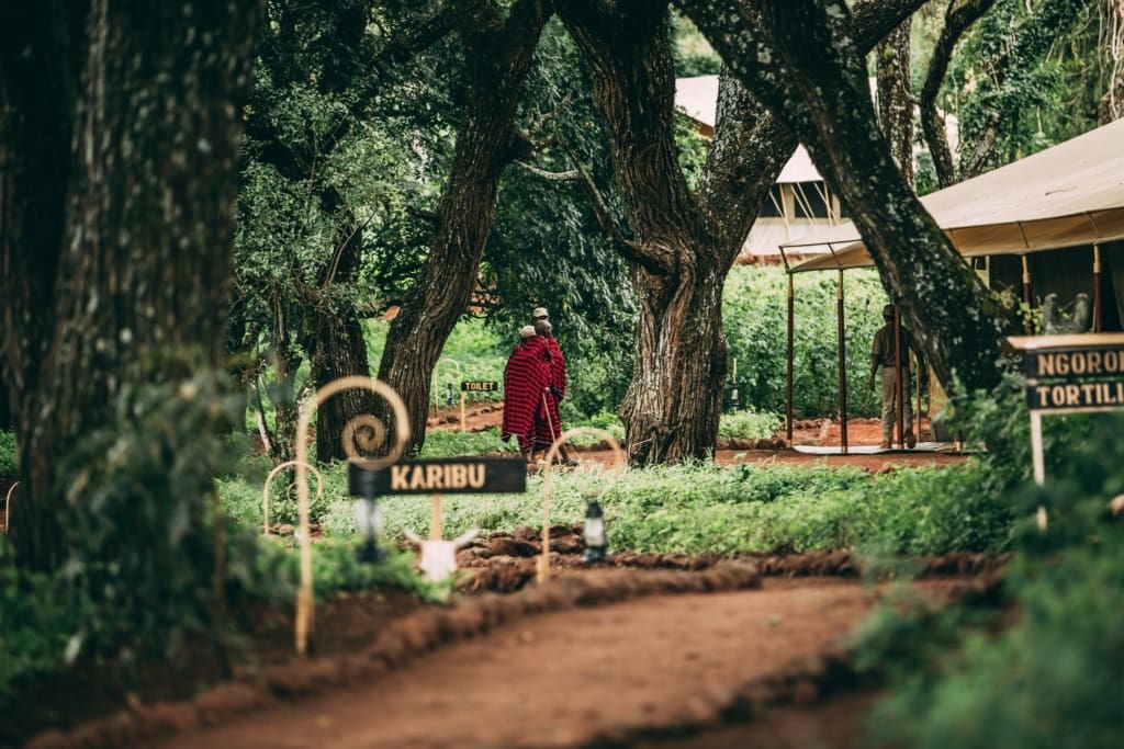 Rejser til Ngorongoro - Rejser til Tanzania med C&C Travel - Ngorongoro Tortilis Camp