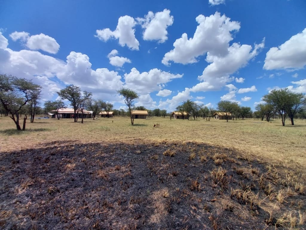 Rejser til Serengeti - Rejser til Tanzania med C&C Travel - Kon Tiki Camp