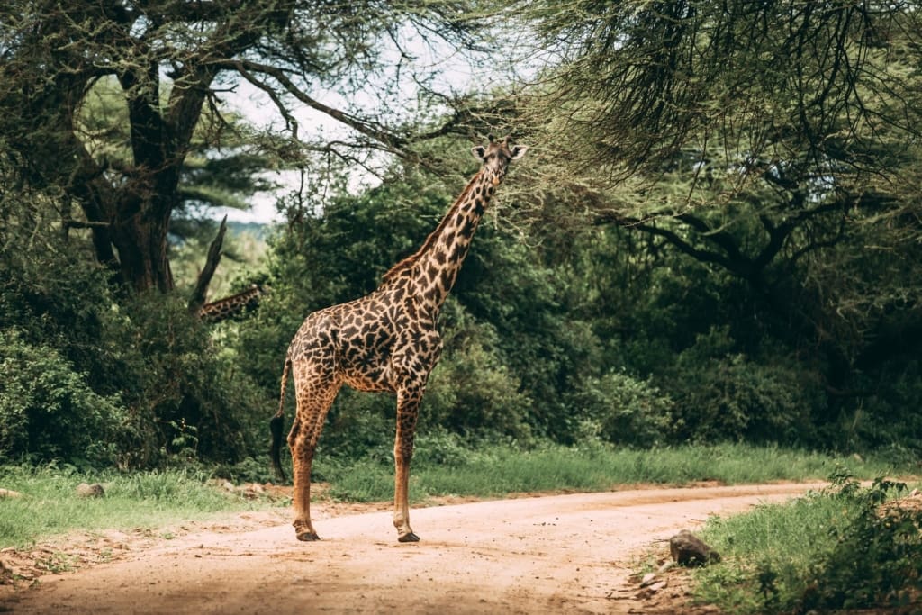 Lake Manyara Tortilis Camp - Rejser til Tanzania med C&C Travel