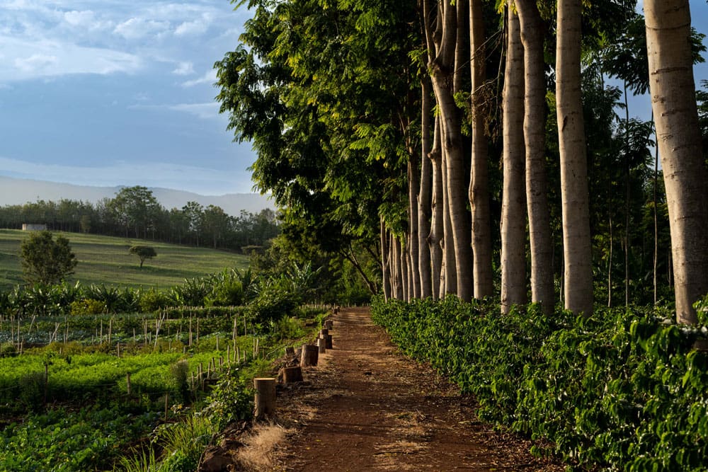 Rejser til Karatu - Rejser til Tanzania med C&C Travel - Ngorongoro Farm House