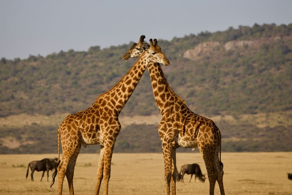 Rejser til Serengeti Nationalpark - Rejser til Tanzania med C&C Travel