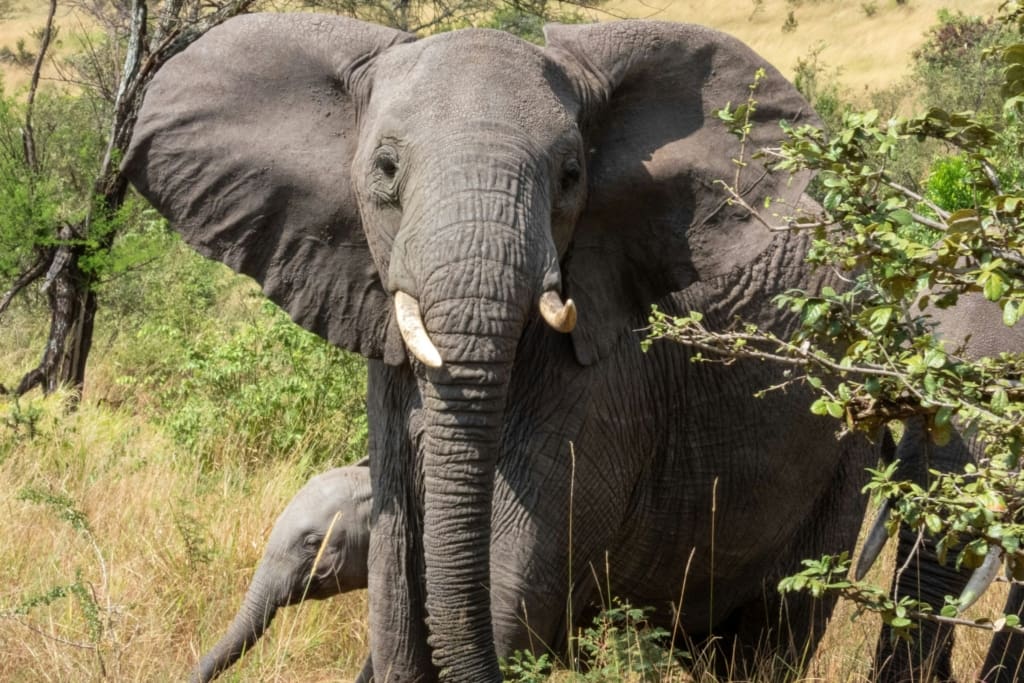 Rejser til Serengeti Nationalpark - Rejser til Tanzania med C&C Travel