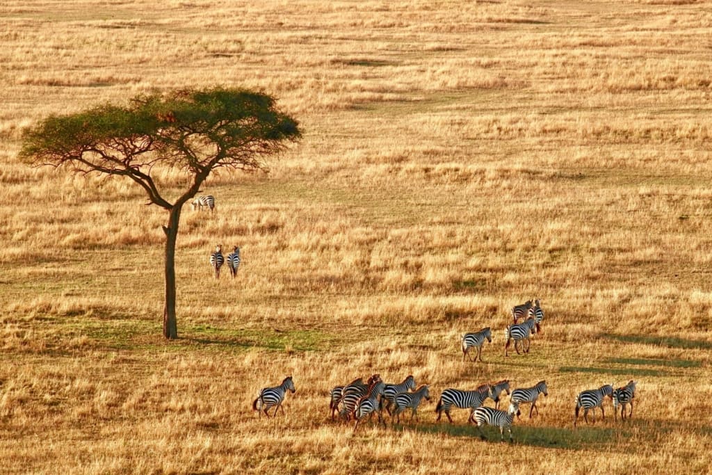 Rejser til Serengeti Nationalpark - Rejser til Tanzania med C&C Travel