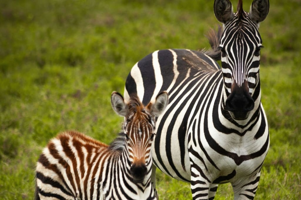 Rejser til Serengeti Nationalpark - Rejser til Tanzania med C&C Travel