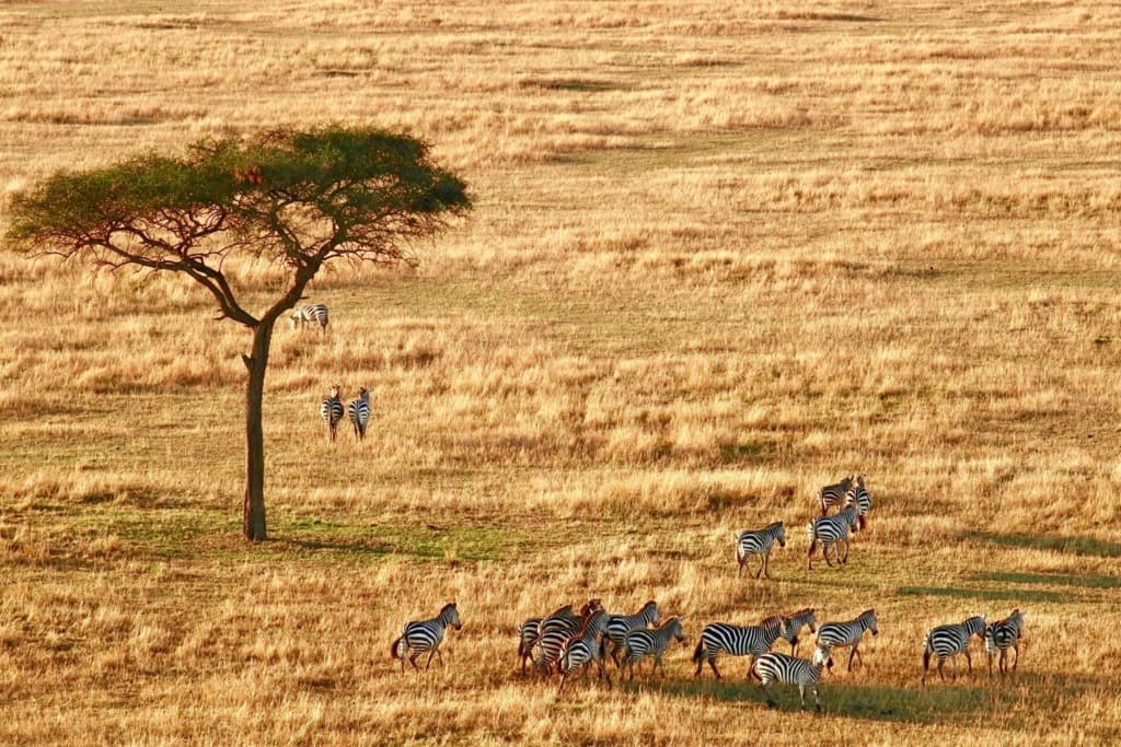 Rejser til Tarangire Nationalpark - Rejser til Tanzania med C&C Travel