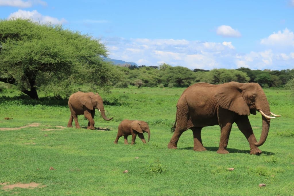 Rejser til Serengeti Nationalpark - Rejser til Tanzania med C&C Travel