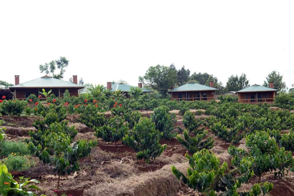 Rejser til Karatu - Rejser til Tanzania med C&C Travel - Tloma Lodge