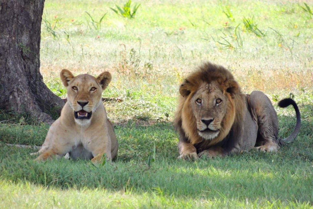Rejser til Serengeti Nationalpark - Rejser til Tanzania med C&C Travel