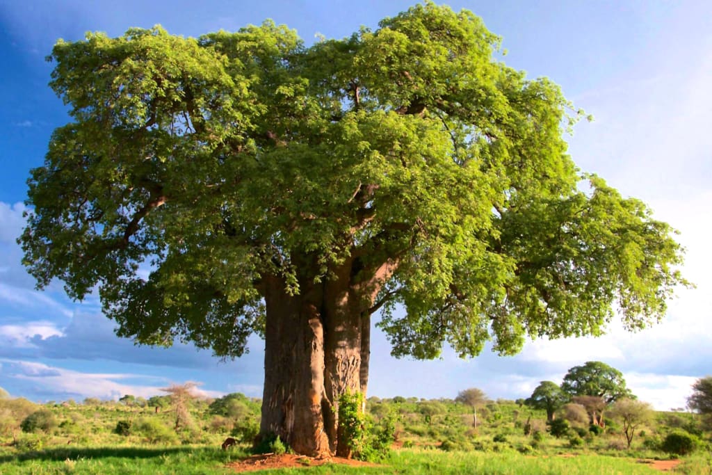Rejser til Tarangire Nationalpark - Rejser til Tanzania med C&C Travel