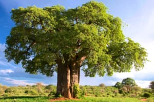 Rejser til Tarangire Nationalpark – Rejser til Tanzania med C&C Travel Rejser til Tarangire Nationalpark - Rejser til Tanzania med C&C Travel