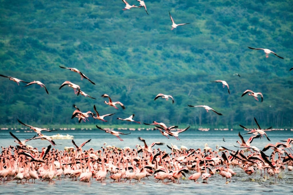 Rejser til Serengeti Nationalpark - Rejser til Tanzania med C&C Travel
