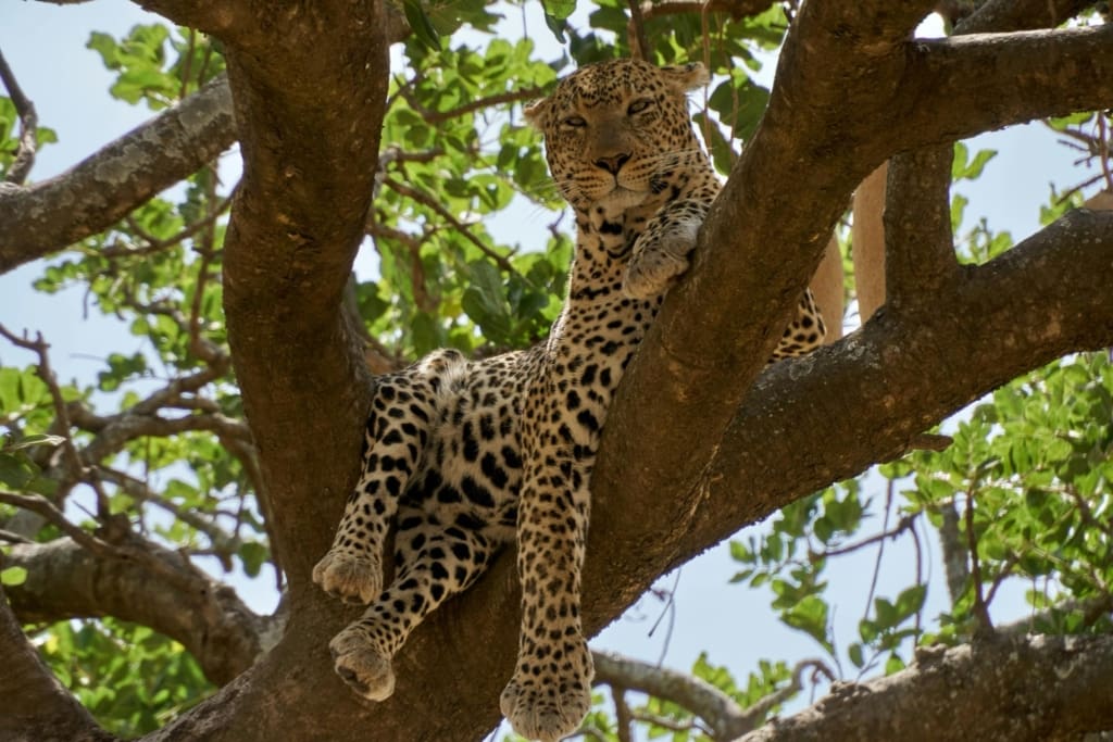 Rejser til Serengeti Nationalpark - Rejser til Tanzania med C&C Travel