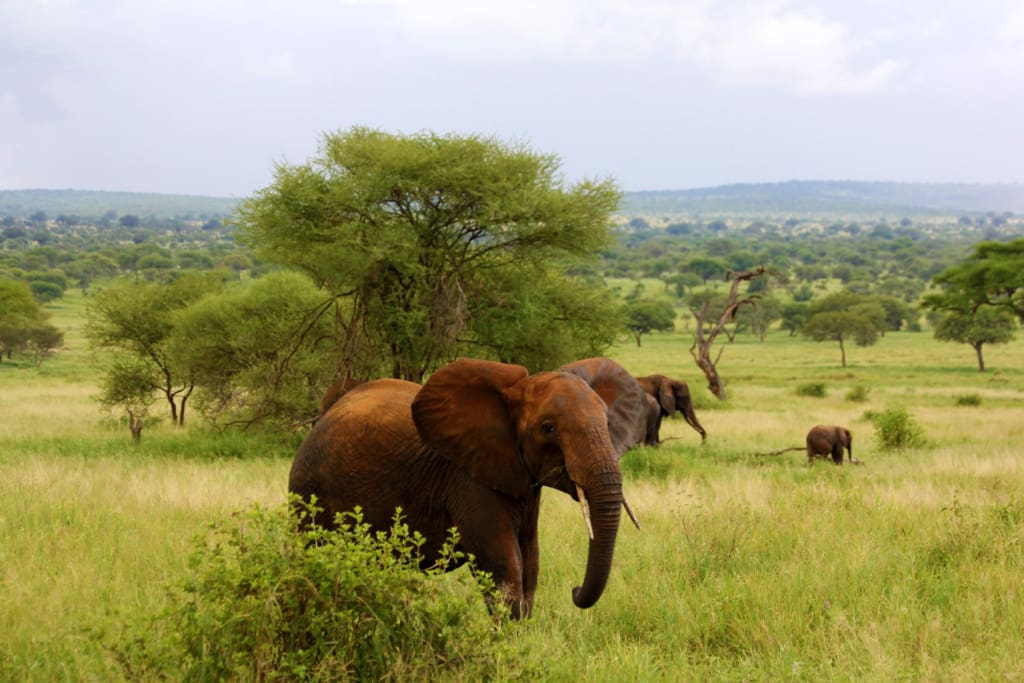 Rejser til Tarangire Nationalpark - Rejser til Tanzania med C&C Travel
