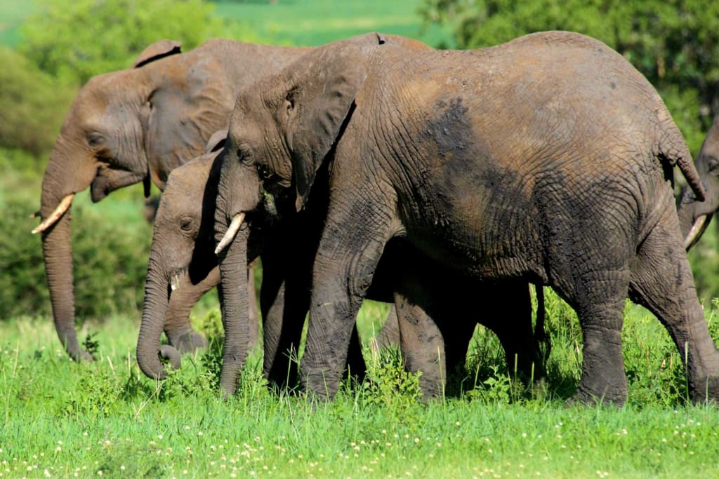 Rejser til Tarangire Nationalpark - Rejser til Tanzania med C&C Travel