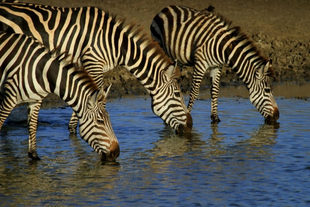 Rejser til Serengeti Nationalpark - Rejser til Tanzania med C&C Travel