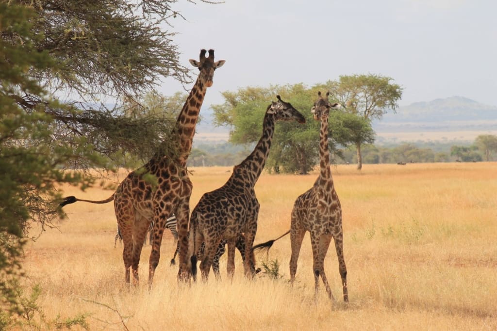 Rejser til Serengeti Nationalpark - Rejser til Tanzania med C&C Travel