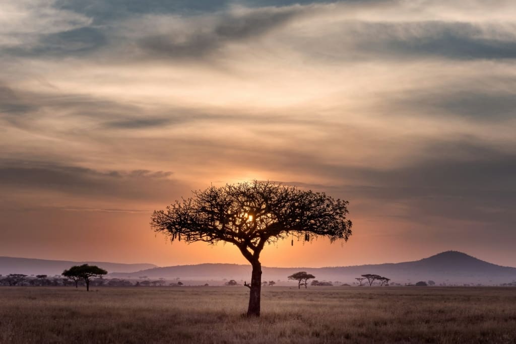 Rejser til Serengeti Nationalpark - Rejser til Tanzania med C&C Travel