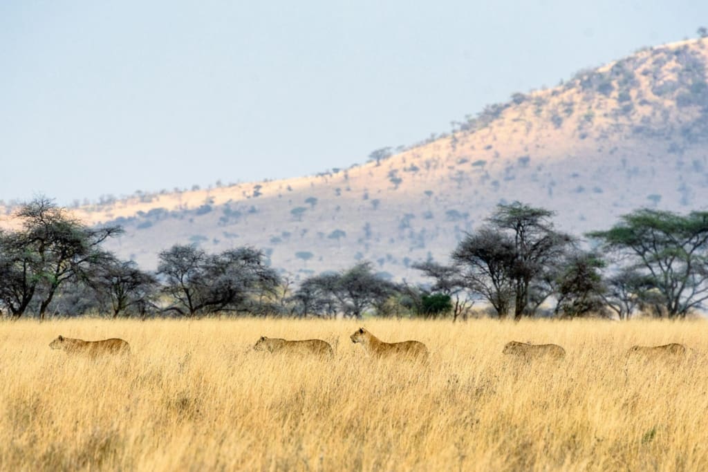 Rejser til Serengeti Nationalpark - Rejser til Tanzania med C&C Travel