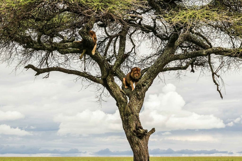 Rejser til Serengeti Nationalpark - Rejser til Tanzania med C&C Travel