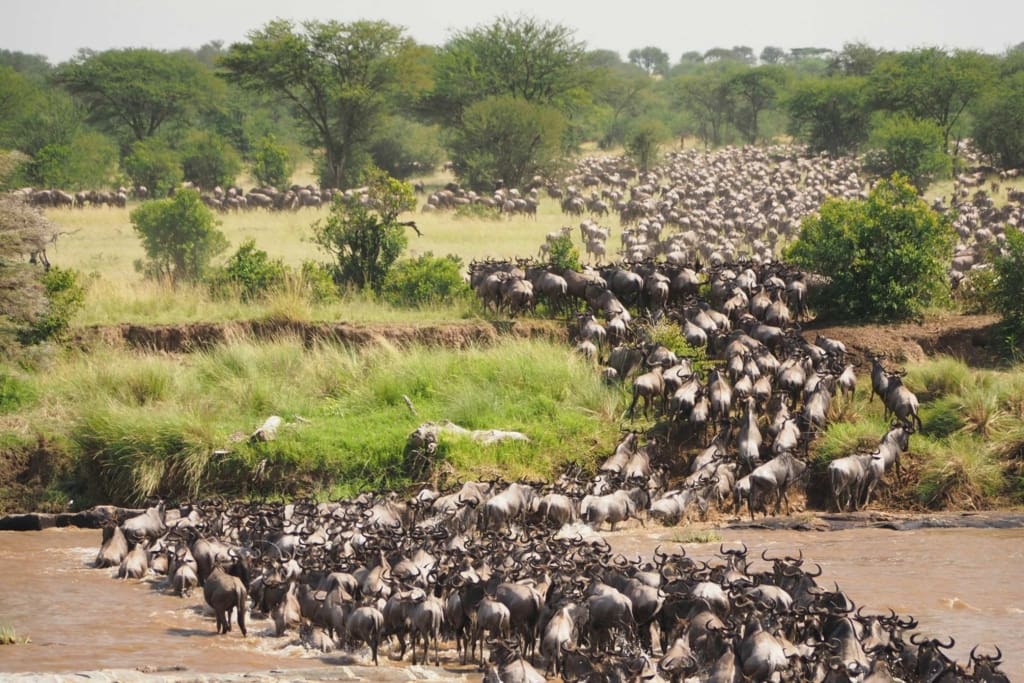 Rejser til Serengeti Nationalpark - Rejser til Tanzania med C&C Travel