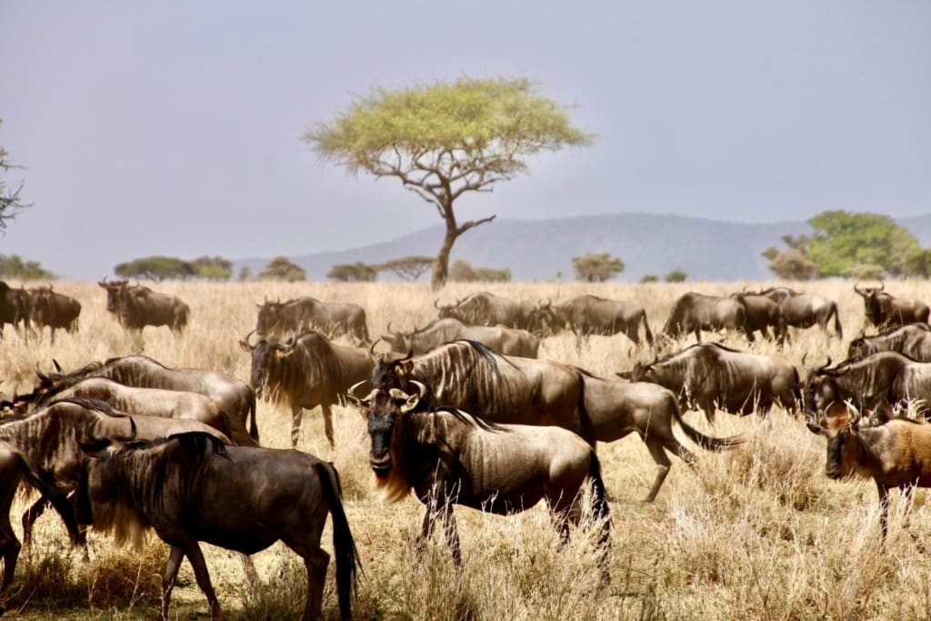 Rejser til Serengeti Nationalpark - Rejser til Tanzania med C&C Travel
