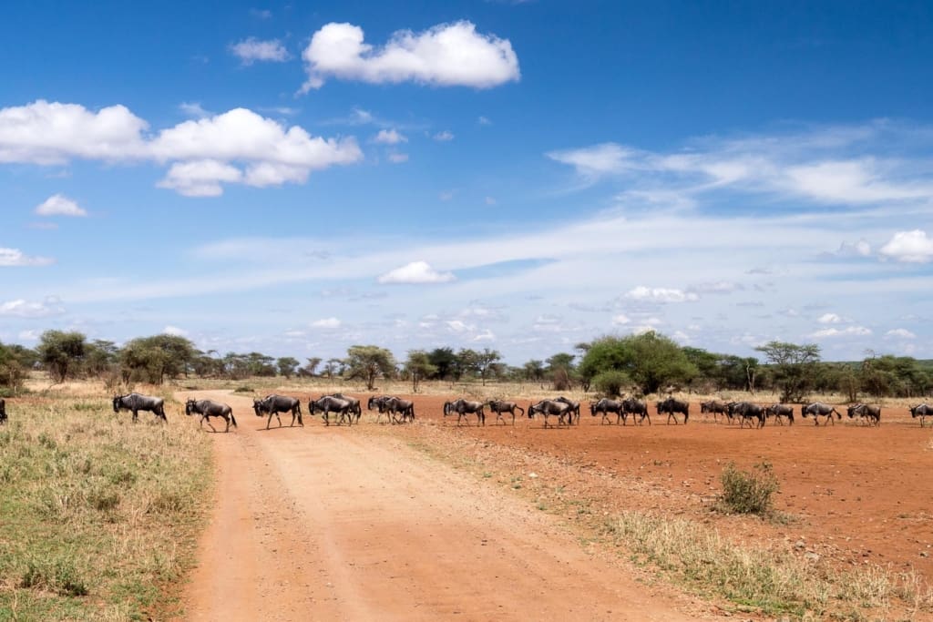 Rejser til Serengeti Nationalpark - Rejser til Tanzania med C&C Travel