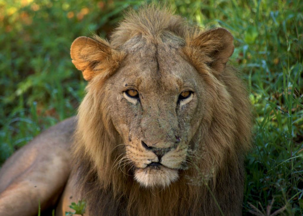 Rejser til Tarangire Nationalpark - Rejser til Tanzania med C&C Travel