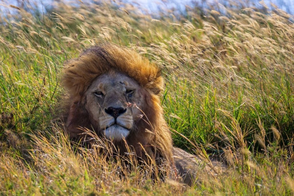 Rejser til Serengeti Nationalpark - Rejser til Tanzania med C&C Travel