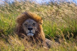 Rejser til Serengeti Nationalpark – Rejser til Tanzania med C&C Travel Rejser til Serengeti Nationalpark - Rejser til Tanzania med C&C Travel