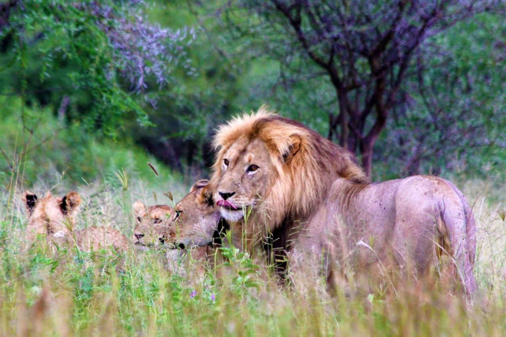 Rejser til Tarangire Nationalpark - Rejser til Tanzania med C&C Travel