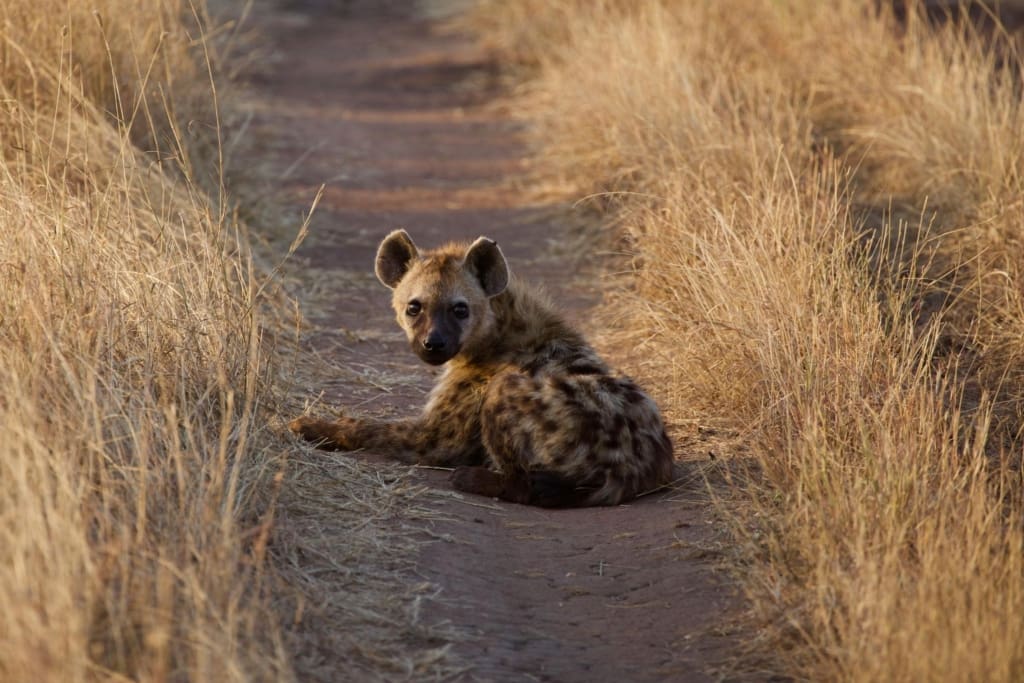 Rejser til Serengeti Nationalpark - Rejser til Tanzania med C&C Travel