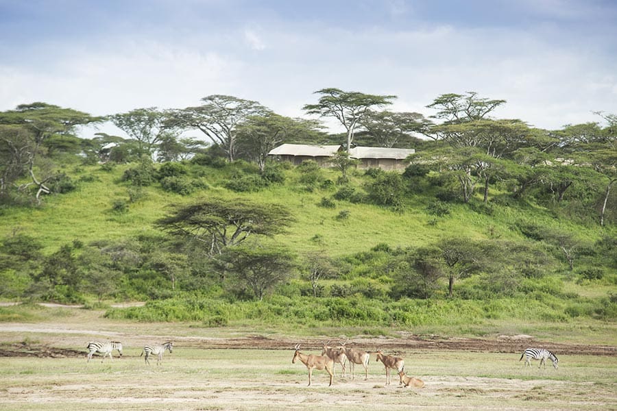 Rejser til Serengeti - Rejser til Tanzania med C&C Travel - Nyikani Migration Camp - Kogatende