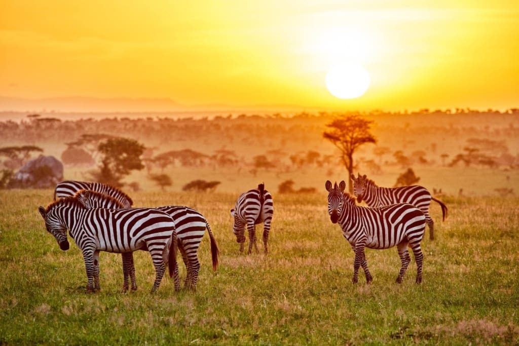 Rejser til Serengeti Nationalpark - Rejser til Tanzania med C&C Travel