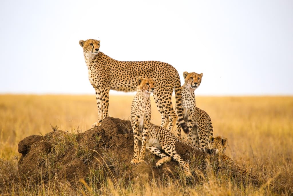 Rejser til Serengeti Nationalpark - Rejser til Tanzania med C&C Travel