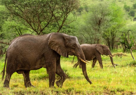 Rundrejse i Tanzania