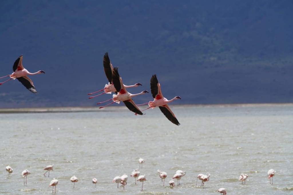 Rejser til Tanzania - Rejser til Lake Natron - Mød de lokale