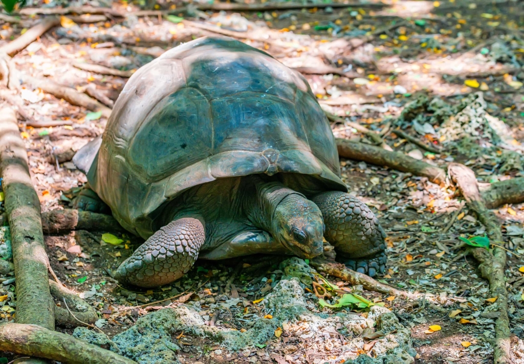majestic aldabra skildpadde Rejser til Tanzania, Zanzibar