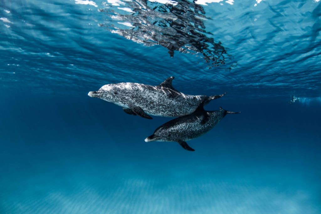 Rejser til Tanzania - Rejser til Zanzibar - Safari Blue Tour