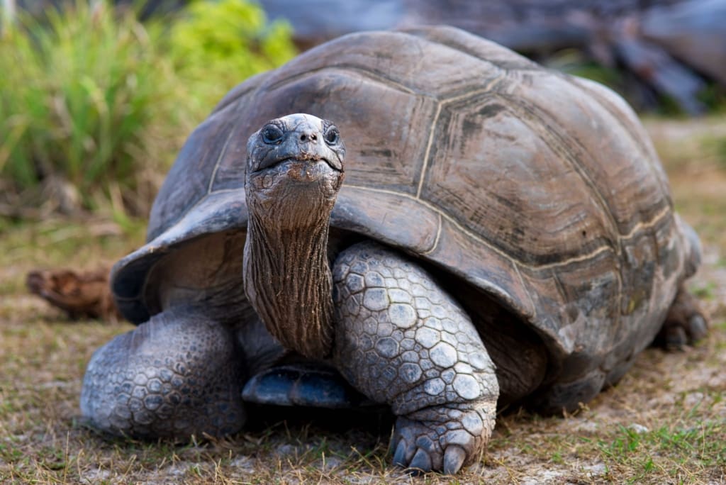 majestic aldabra skildpadde Rejser til Tanzania