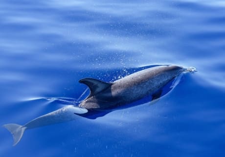 Rejser til Tanzania, Zanzibar