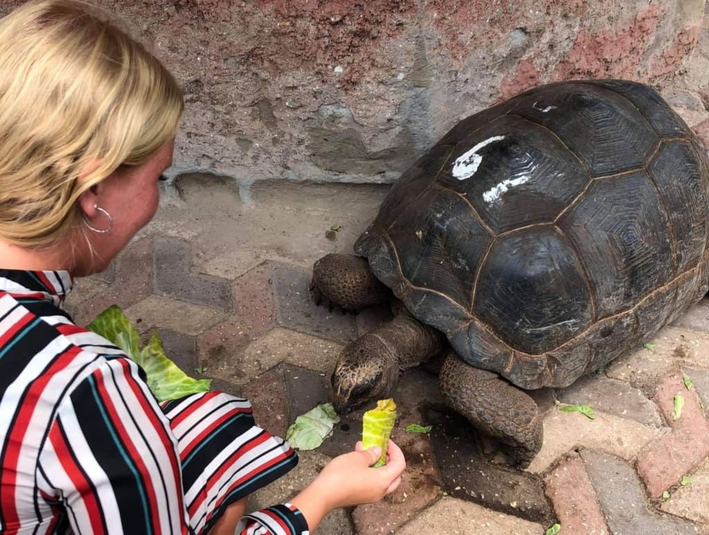 Prison Island Rejser til Tanzania, Zanzibar