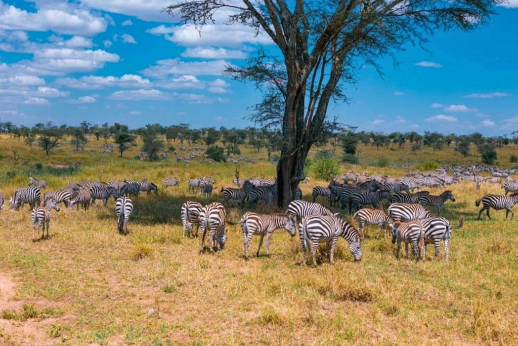 Bo på Embalakai Camps i Tanzania - Rejser til Tanzania - Rejser til Ngorongoro