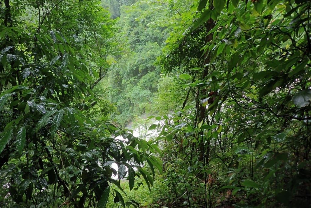 Rejser til Thailand - Khao Lak - Junglevandring