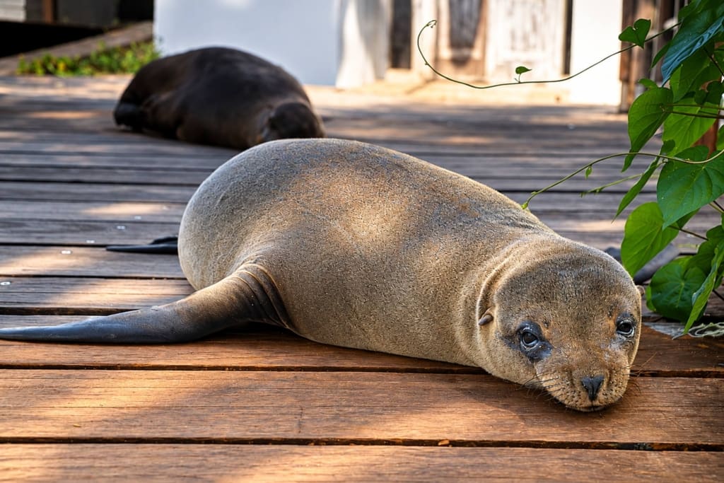 Rejser til Ecuador, Galapagos - Seaside Hotel - Pto. Barquez